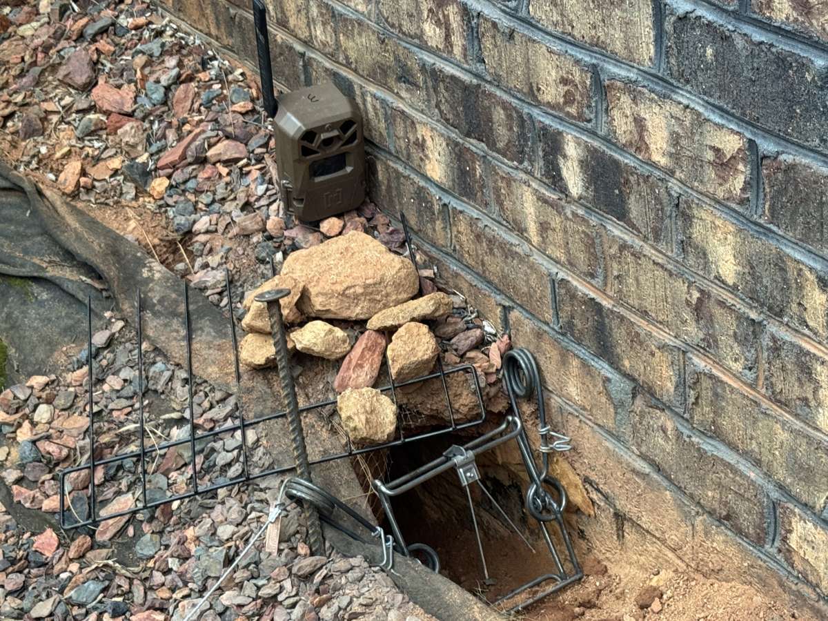 Body-grip trap set at a groundhog burrow against a brick foundation, Hickory NC