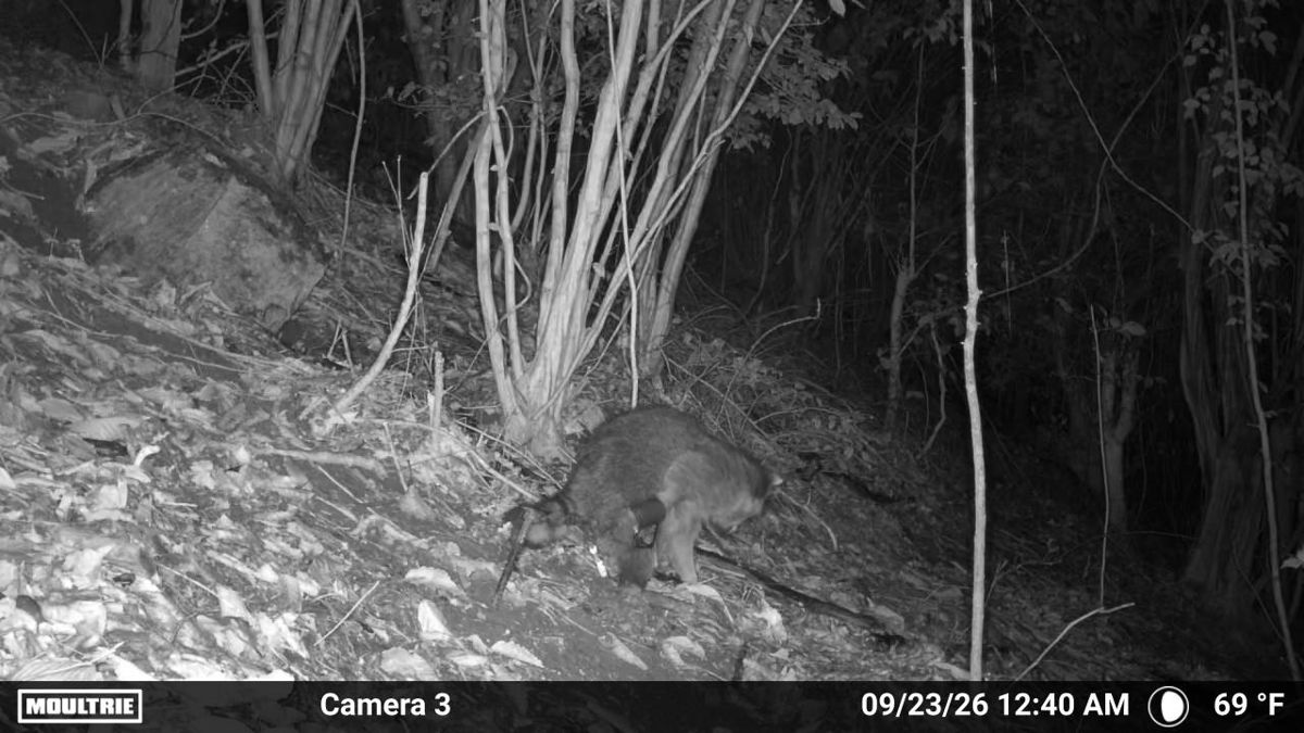 Raccoon caught in a dog-proof trap, seen on a trail camera at night, Hickory NC