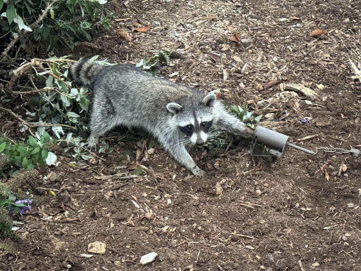 Raccoon caught in a dog-proof trap in a landscaping bed, Hickory NC