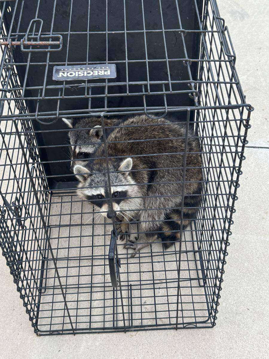 Two raccoons in a cage trap, Hickory NC
