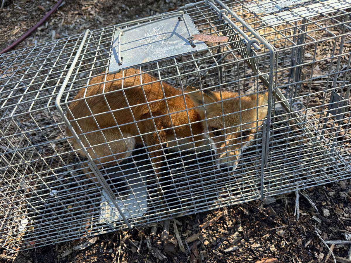 Red fox in a cage trap on the same Hickory NC property